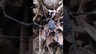 Harvestman Opiliones Sclerosomatidae Metopilio sp [upl. by Zicarelli636]