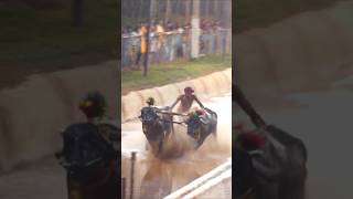 Pathila Hosamane kambala race shorts speed trending india latest sports shortsfeed kannada [upl. by Spense247]