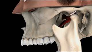 TMJ with Reduction [upl. by Maximilien]