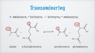 Aminosyrornas metabolism [upl. by Scurlock]