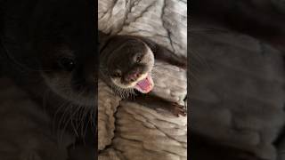 Otter attack on mommys camera😁🥰🦦Cute Otter ytshorts cuteanimal ytviral animals [upl. by Hillary]