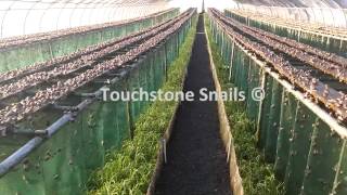 Touchstone Snail Technologies LTD  Snail Farming  Curtain Method [upl. by Aneri]