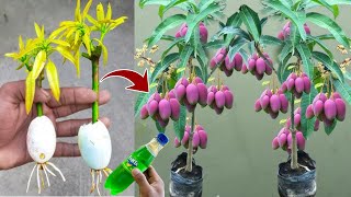 How to grow a mango tree using eggs yields faster than expected in a short period of time [upl. by Onia]