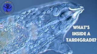 What is inside a Tardigrade Water Bear Anatomy [upl. by Oirretno332]