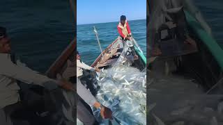 Fishermans life 😌  fish fishcatching viralvideo seafood [upl. by Je]