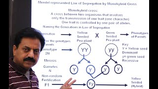 Inter  Chapter 8  Variation and Genetics  part 4  Mendels First Law  The Law of Segregation [upl. by Deeanne]