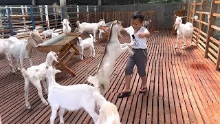 Kambing Lucu Jumping [upl. by Nicole839]