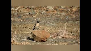 Blackeared Wheatear birds birdwatching lesvos mytilene greece hellas aegean [upl. by Oramug]