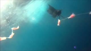 Underwater footage TrollPro3 Fishing Costa Rica Tuna Wahoo Mahi mahi Sailfish [upl. by Fancie567]