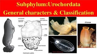 Urochordata  Urochordata General characters and Classification  Classification of Urochordata [upl. by Jaal294]