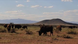 Bison thriving at Mexican ranch near US border [upl. by Lipkin]