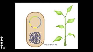 Agrobacterium A Plant Gene Transfer Vector [upl. by Onaicilef]