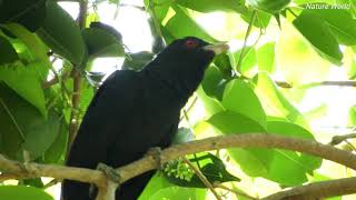 very clear koel bird sound and video  live cuckoo bird song  koyal ki awaz [upl. by Romney]