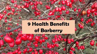 9 Health Benefits of Barberry [upl. by Valiant]