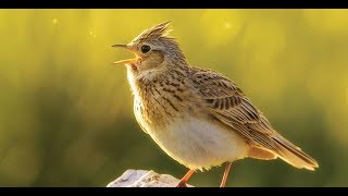 Skylark bird Sound [upl. by Llehsal686]