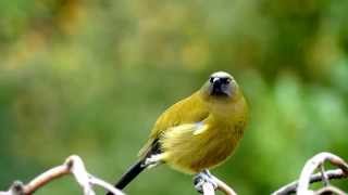 Dawn Chorus with the Bellbird amp Tūī  NZ HD [upl. by Kallista]