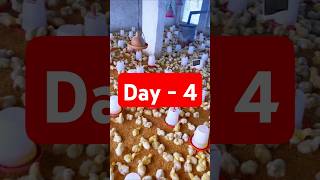 Mini Vlog 4 Days Chicks shorts poultry viralshorts shortsfeed trending 2024 minivlog [upl. by Plante357]