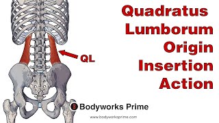 Quadratus Lumborum Anatomy Origin Insertion amp Action [upl. by Delainey]