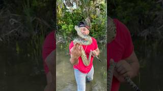 WILD RATTLESNAKES In Florida [upl. by Ardel]