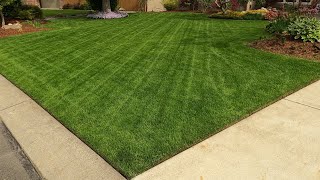 Overseeding My Cool Season Lawn In Spring With Turf Type Tall Fescue [upl. by Rehoptsirhc266]