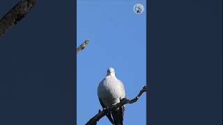 A poetic dove thinking shorts birds [upl. by Vinay]