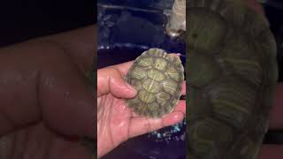 Cleaning my turtle shell viralvideo shorts [upl. by Eerazed]