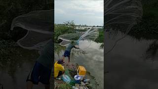 Video Throw cast net fishing traditional technique catching fish in the lake [upl. by Deana257]