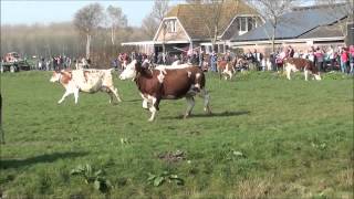 Koeien gaan de wei in Hoeve Biesland Delfgauw 29 maart 2013 lente [upl. by Capps]