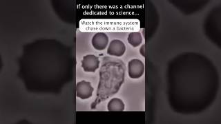 Immune System Chases a Bacteria Running for Its Life 😂 [upl. by Plusch481]