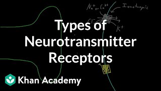 Types of neurotransmitter receptors  Nervous system physiology  NCLEXRN  Khan Academy [upl. by Elatia]