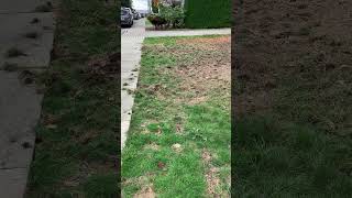 How chafer beetles make me rich landscaper garden landscapegardener lawnmaintenance chafer [upl. by Kincaid827]