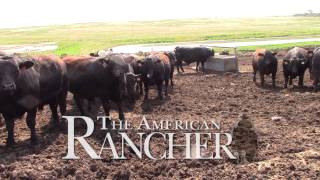 American Rancher  American Simmental Association [upl. by Orwin]