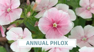 Sowing Annual Phlox  How To Sow Phlox Seeds [upl. by Vas519]