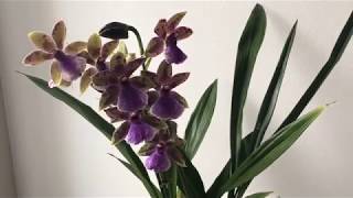 Orchid Zygopetalum Rhein Blue Angel in new Lechuza Orchidea pot self watering system [upl. by Eanil399]