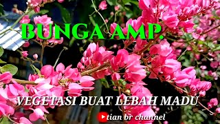 BUNGA AMPTANAMAN BUNGA UNTUK LEBAH KLANCENGTRIGONATEWEL [upl. by Desmund]