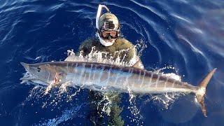 The Jumping Wahoo  Commercial Bluewater Spearfishing  Wahoo Gravlax [upl. by Raamal]