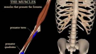 pronation and supination of the forearm [upl. by Eduj]