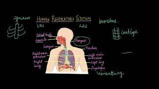 Lower Respiratory System  Respiration  Life Science  Khan Academy [upl. by Alilak]