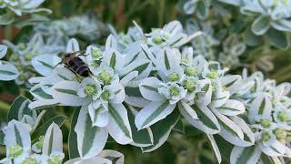 Euphorbia marginata flowers [upl. by Atinar]