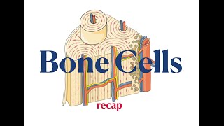 Bone Cells Recap [upl. by Gnort]