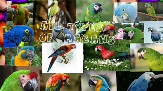 All 18 types of macaw parrot in the world [upl. by Eizle]