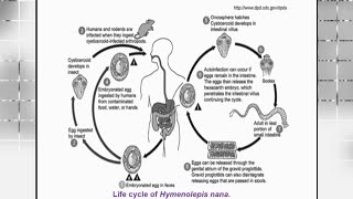 5  Cestodes  Conurosis Ehinococcus and Hymenolepis [upl. by Lee]