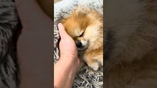 Riposo dopo passeggiata 🥱🧸 pomeranian pomerania [upl. by Yra]