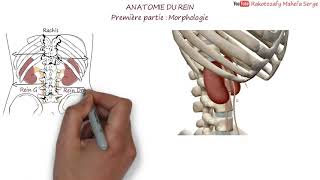 ANATOMIE DU REIN  Première partie  Morphologie [upl. by Llennol]