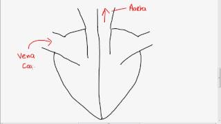 Structure of the Heart [upl. by Gifford]