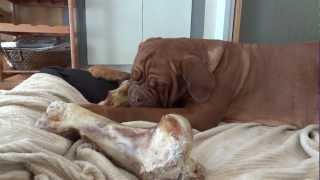 Dogue de Bordeaux Sophie chewing on very large dog bone [upl. by Lowell]