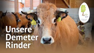 Unsere BioKühe im Stall – Charolais amp Aubrac Rinder  Demeter Landwirtschaft am LindenGut [upl. by Xuerd]