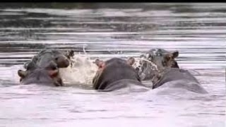 Who is the Strongest hippopotamus vs crocodile  Must See [upl. by Arianne]