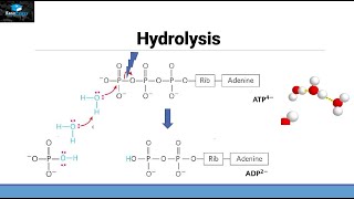 Hydrolysis of ATP [upl. by Ardyaf]