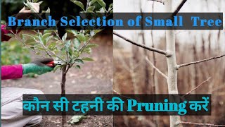 छोटे पौधे की Pruning  Himalayan Farming  Live Update  Pankaj Negi [upl. by Iggam776]